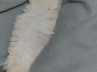 Minicik bir erkek maltese