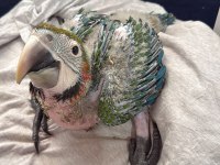 Teslime hazır harlequen macaw bebeğimiz