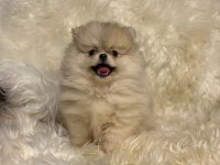 TEACUP NADİR PARTYCOLOR AYI SURAT POMERANİAN