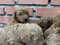 MUHTEŞEM GÜZELLİKTE SAFKAN TOY POODLE YAVRULAR