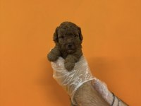A KALİTE SAFKAN TOY POODLE YAVRULARIMIZ