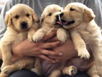 Golden Retriever Yavruları