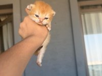 Golden british shorthair bebekler
