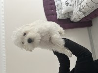 Köpeğimiz Mia güzel bir yuva arıyor