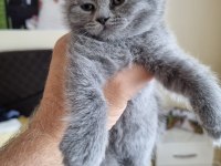 British Shorthair Bebekler