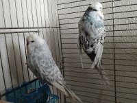 Sağlıklı muhabbet kuşlerı pendik