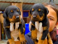 Doberman yavrularımız