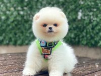Pamuk Şekeri Pomeranian Boo