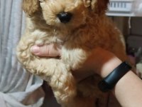 Toy Poodle 2 aylık ev üretimi Yavrularımız