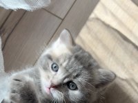 British longhair yavrularımı sahiplenmek istiyorum