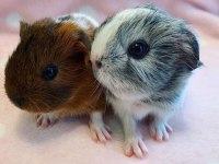 Guinea Pig Yavrular Aynı Gün Set Halinde Teslim Edilir