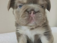 FRENCH BULLDOG EGZOTİK YAVRULAR