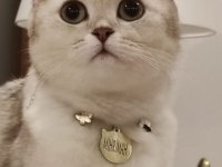 Ücretsiz british shorthair kedisi