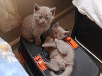 British shorthair kediler