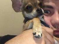 Son erkek teacup chihuahua