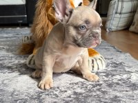 Muhteşem Güzellikte French Bulldog Yavrumuz