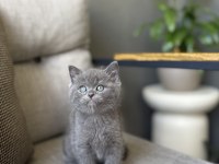 Blue Brıtısh Shorthair Yavrular 