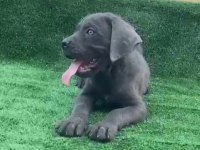 Dev cane corso yavruları