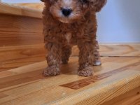 Toy Poodle Kızlar