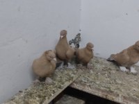 Taklacı güvercinlerimiz
