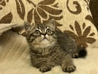 Dişi british longhair iç-dış