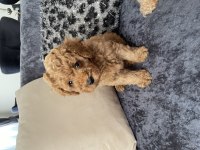 Toy poodle köpekleri