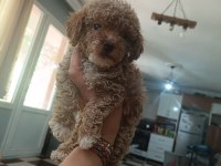 Uyguna toy poodle