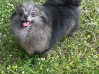 Pomeranian Merle Yetişkin En Uygun