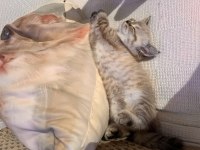 2.5 aylık british shorthair kedi sahiplendirme ilanıdır