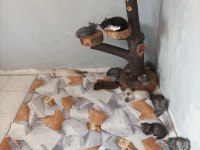 Teslime hazır yavru kediler