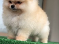 2.5 aylık üst kalite erkek Pomeranian boo yavruları