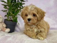 Aşılı Pasaportlu  Mikroçipli Maltipoo  Yavrularımız 