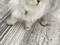 British longhair kedime eş arıyorum
