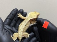 CRESTED GECKOLAR