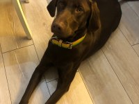ücretsiz sahiplendirme labrador