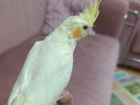 1.5 ay önce yeme geçti ele alışkın sultan papağanı
