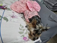 Dişi 8 aylık yorkshire terrier