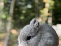 Netherland dwarf cüce tavşanlar