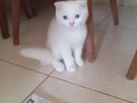 Scottish fold british silver blue point bebekler