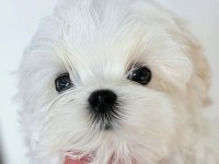 Korean maltese puppies (cheap) 2 kg (eğitmenden)