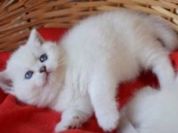 British shorthair erkek beyaz