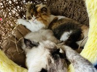 Kısır pars kedisi leona ve kızı sakin chinchilla OREO