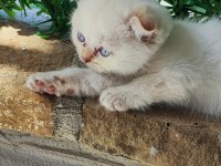 Scottish Fold beyaz panter