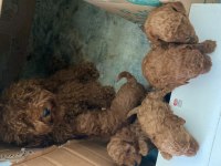Mersin Kore Kanı Mini Poodle 1.sınıf