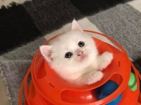 GÜZEL AİLELERİMİZE GÜZEL KEDİLERİMİZ