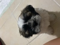 2 aylık shih tzu yarı fiyatına