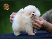 Pomeranian Boo Teacup