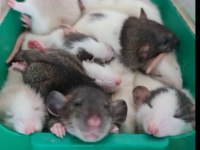 YAVRU DUMBO RATLAR