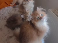Full şecereli golden british longhair kardeşler