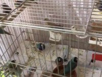 Mavi ve sarı goldian finch takımlar